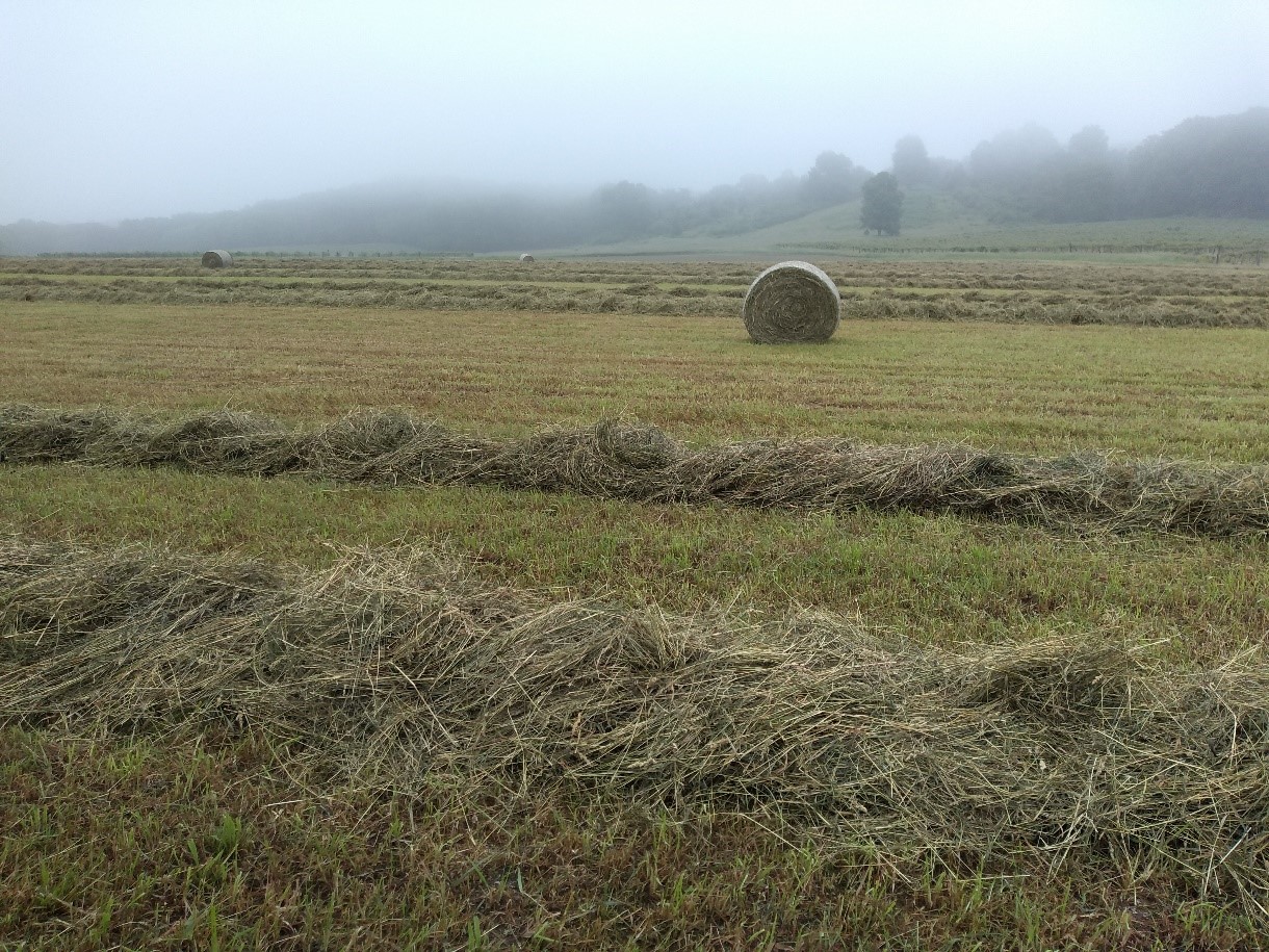 First cutting hay